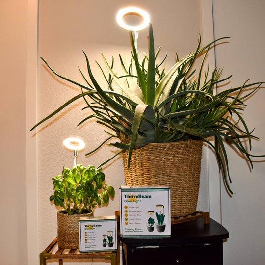 Plant Lamp – Stylish Lighting for Healthy Growth